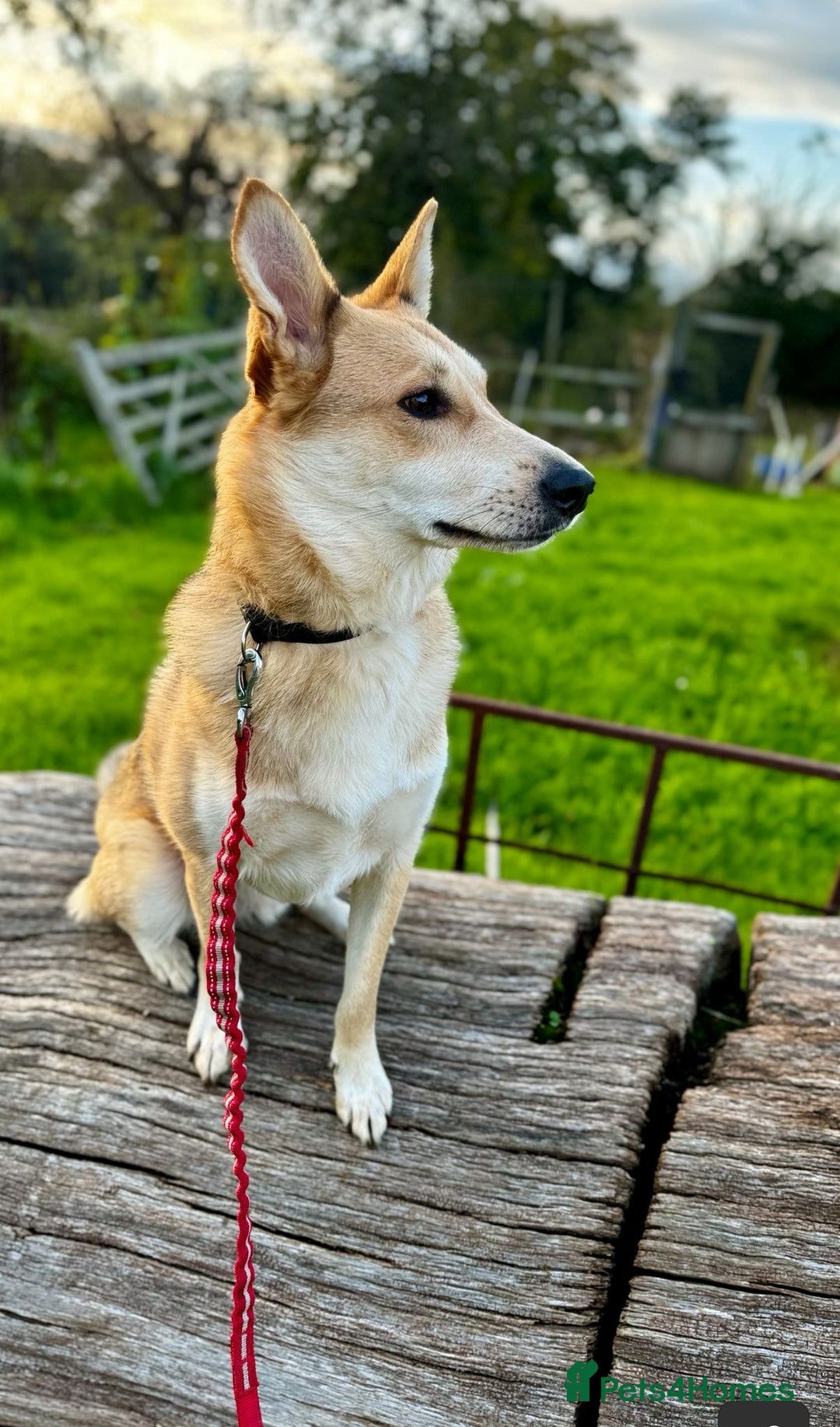 Mixed Breed dogs for adoption: Handsome Romolus  - Image 8