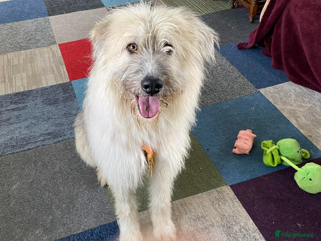 Mixed Breed dogs for adoption: MOLLY - WITH A HEART AS BIG AS HER PAWS - Advert 1