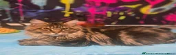 Maine Coon cats for sale: 😻Active TICA Registered XL Maine Coon Queen - Advert 7