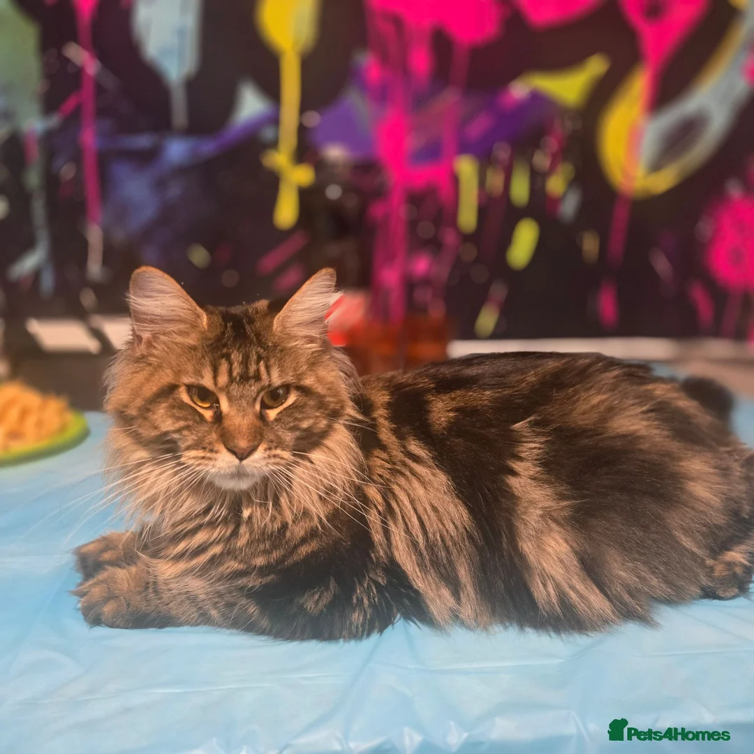 Maine Coon cats for sale: 😻Active TICA Registered XL Maine Coon Queen - Advert 7
