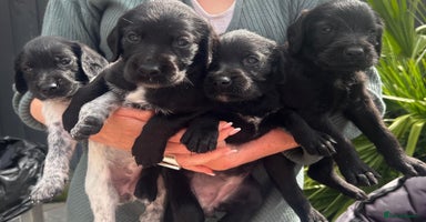 Mixed Breed dogs - Advert 5