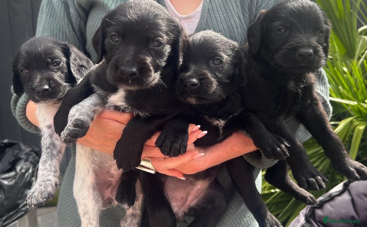 Mixed Breed dogs - Advert 11
