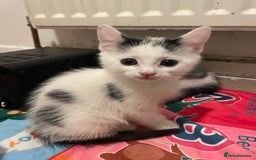 Domestic Shorthair cats for sale: Male Kitten for sale - Advert 2