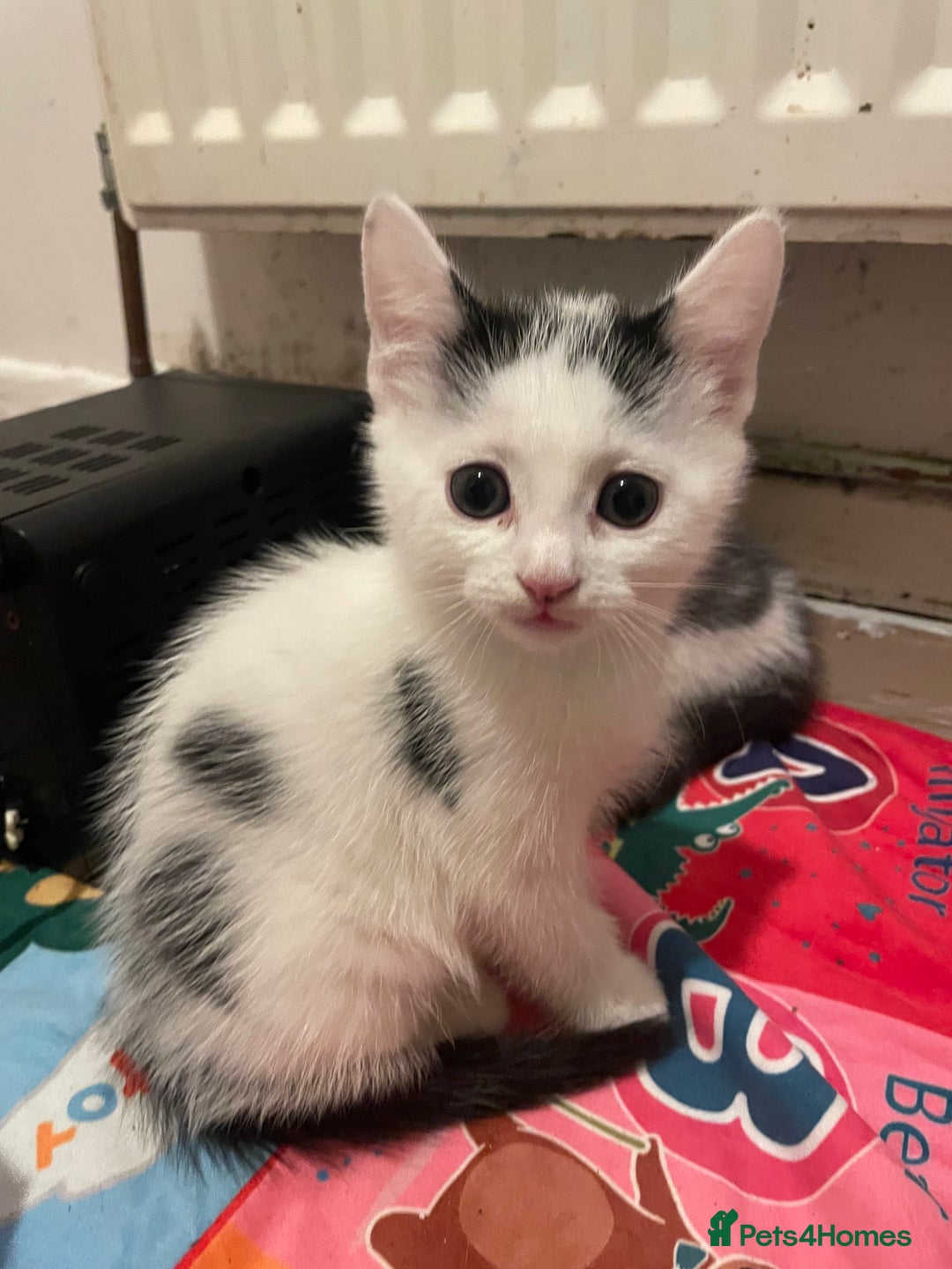 Domestic Shorthair cats for sale: Male Kitten for sale - Advert 2