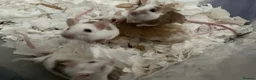 Mouse rodents for sale: 5 female mice with cage set up  - Advert 7