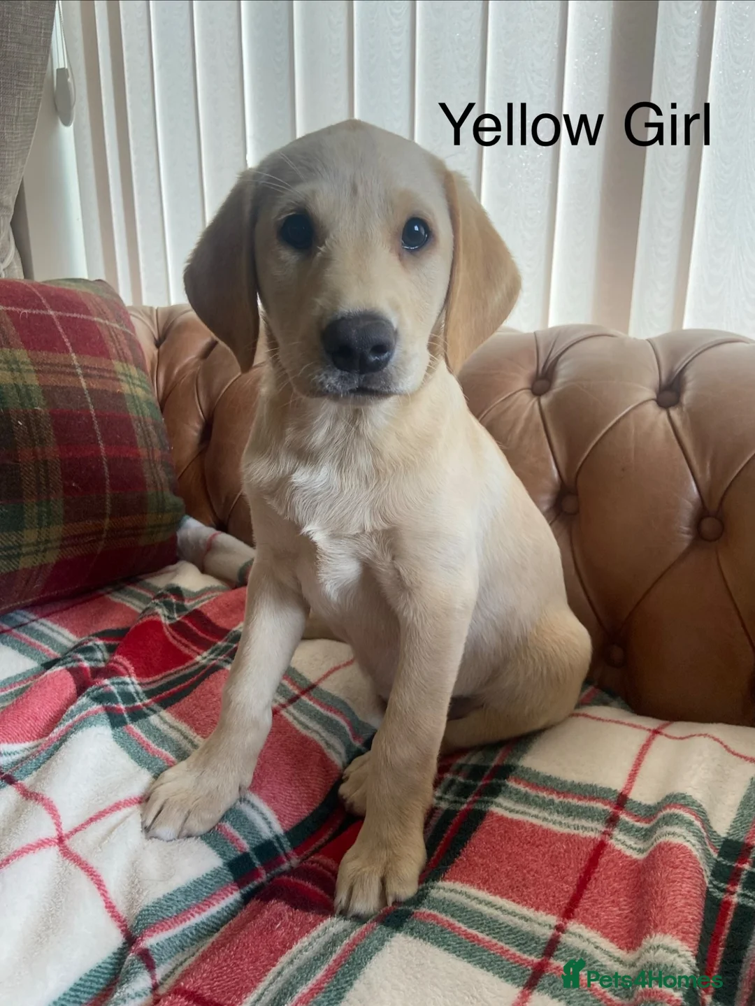 Labrador Retriever dogs for sale: FTCh Gunnerspeg Gambler × Greenbriar Tanzanite - Advert 1