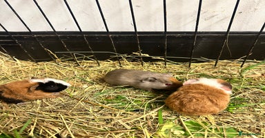 Guinea Pig rodents - Advert 12