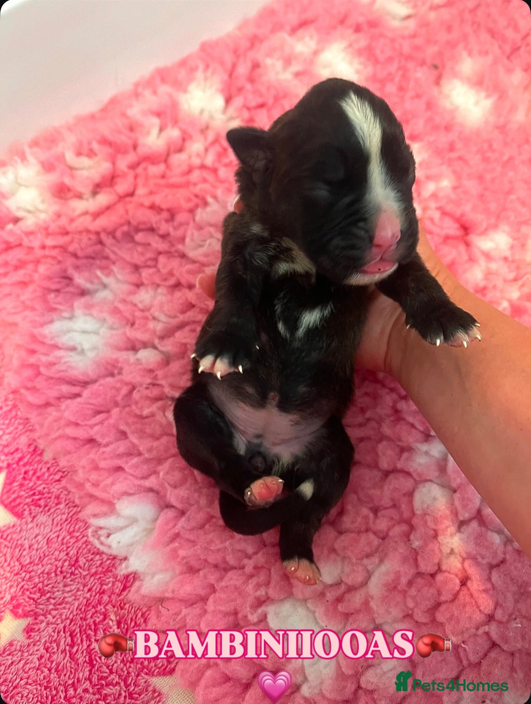 Boxer dogs for sale: Beautiful boxer puppies available  - Image 13