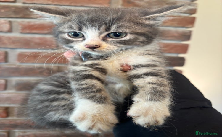 British Shorthair cats - Advert 4
