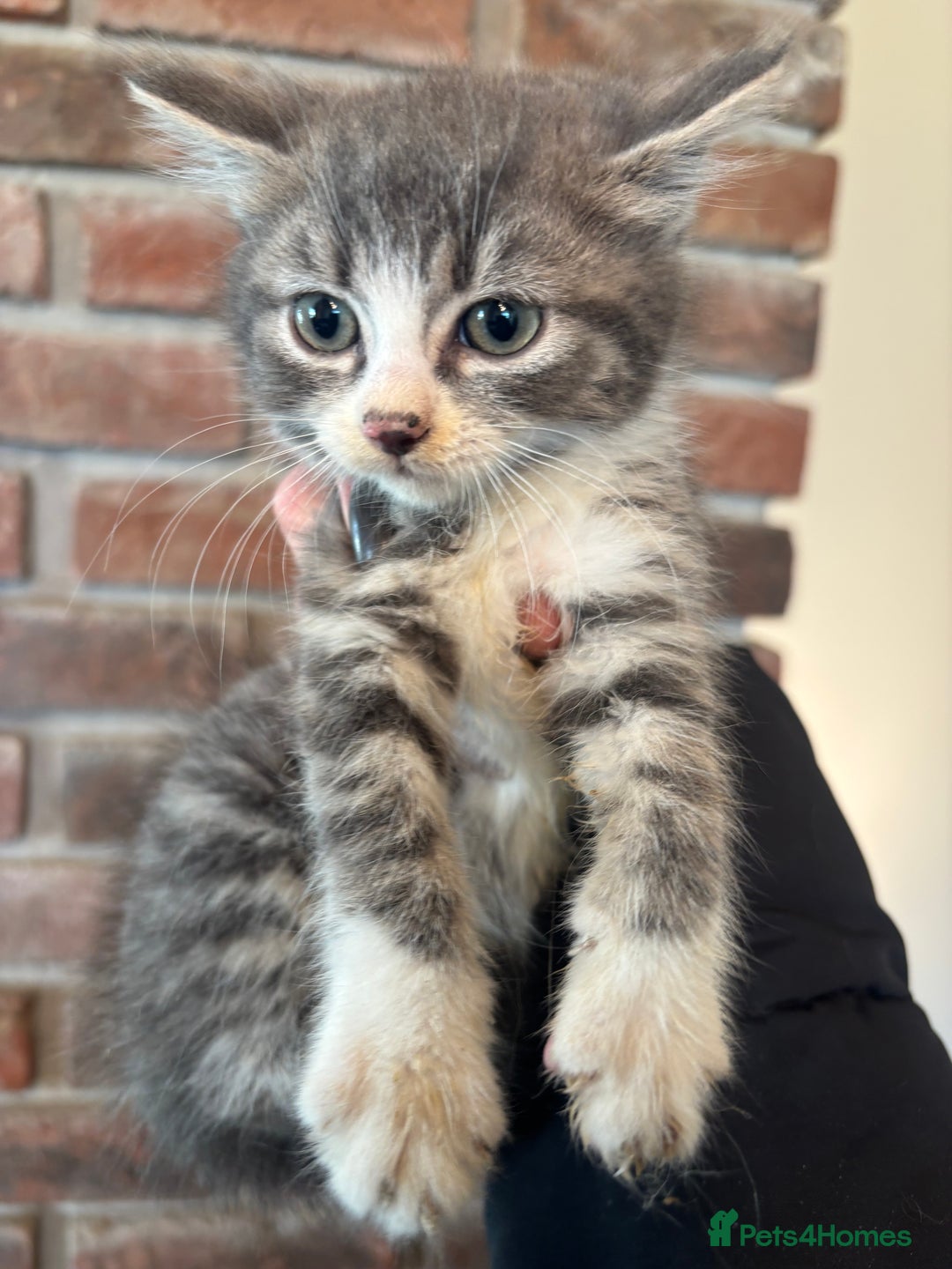 British Shorthair cats for sale: Kittens ready now - Image 1