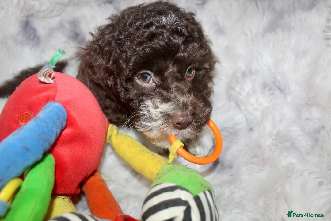 Cockapoo dogs for sale: Cockapoo babies ready from 31st August - Advert 2