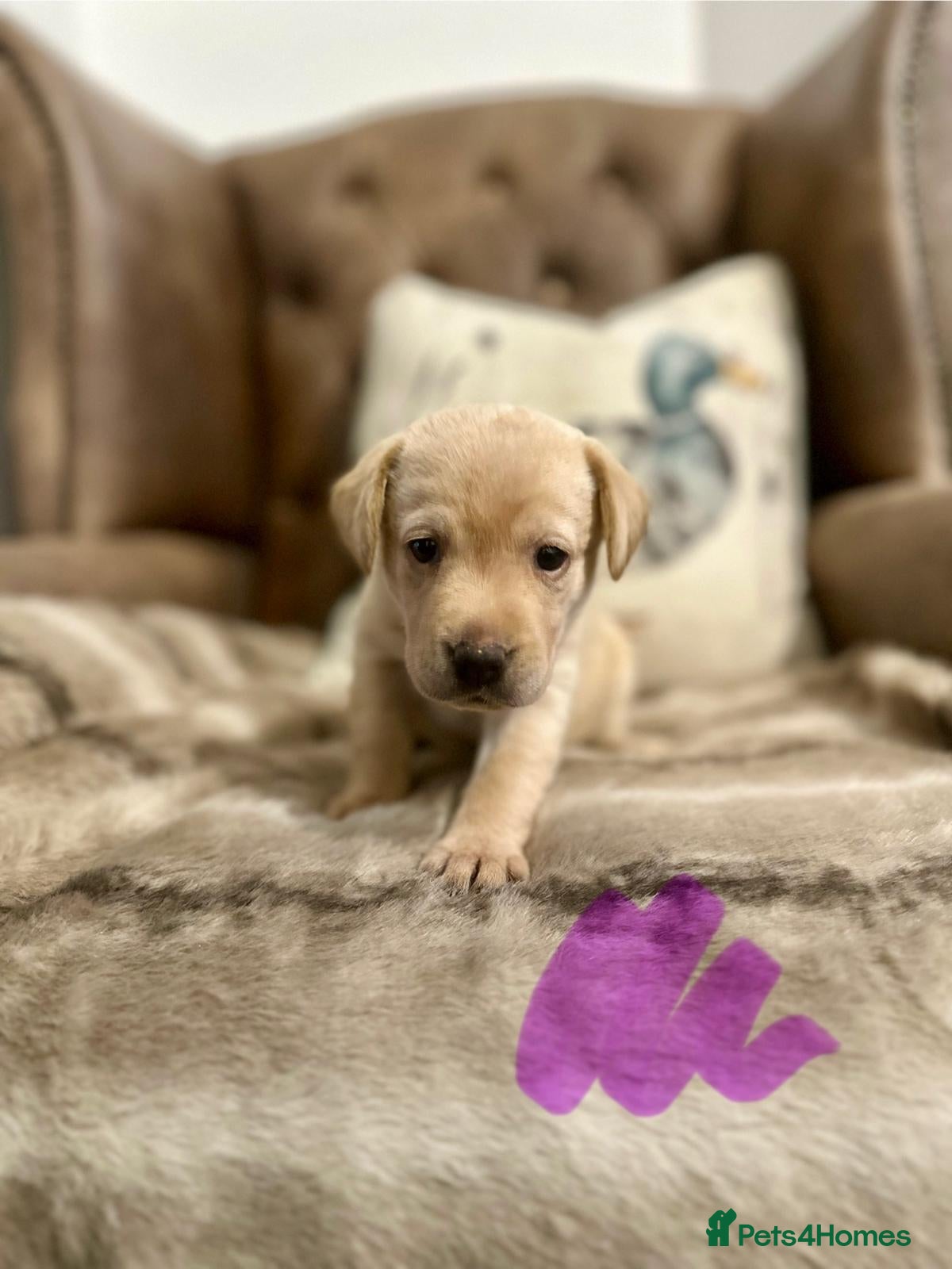 Labrador Retriever dogs ELITE FTCH CHAMPION 🏆 KC HEALTH TESTED PUPS - Advert 2