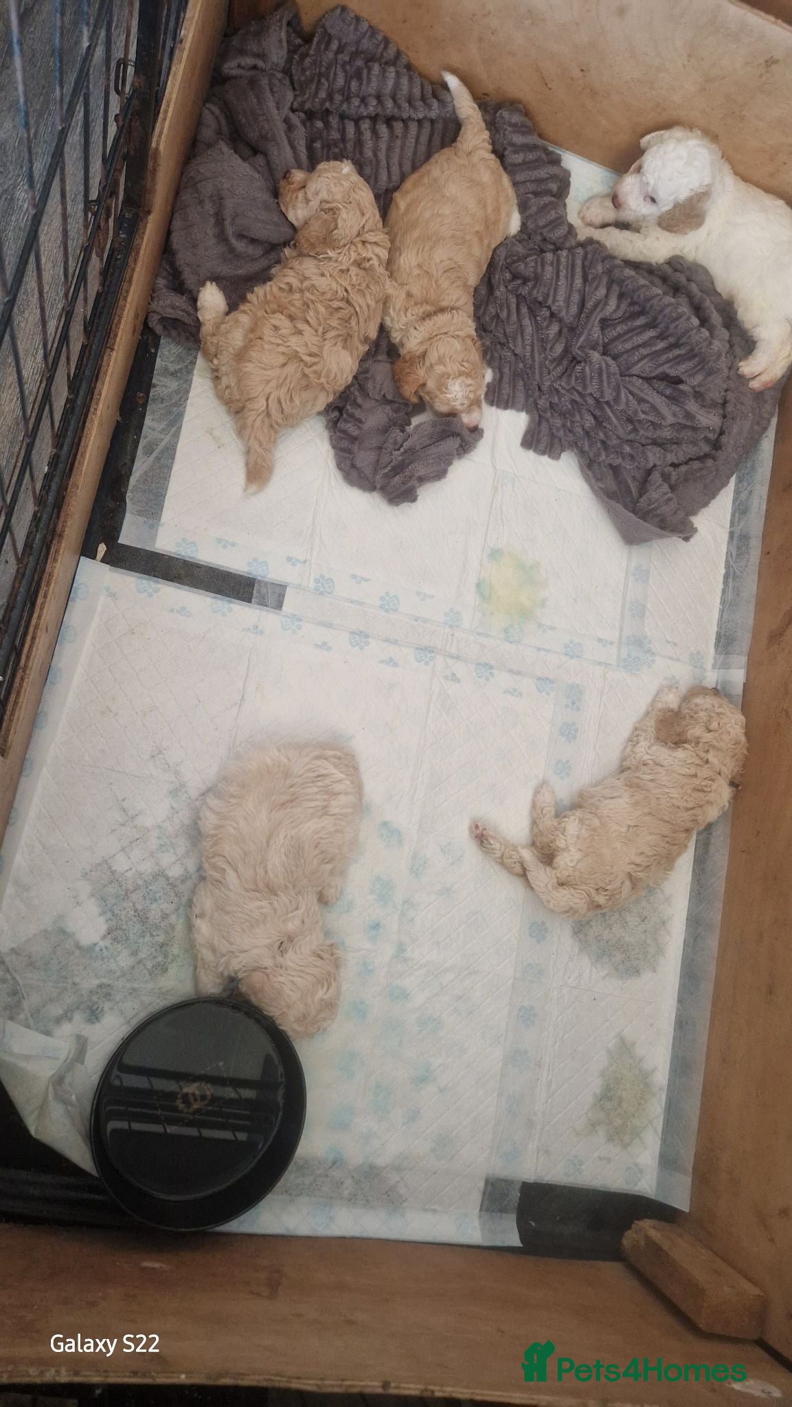 Cockapoo dogs 2 girl 3 boys available  - Advert 2