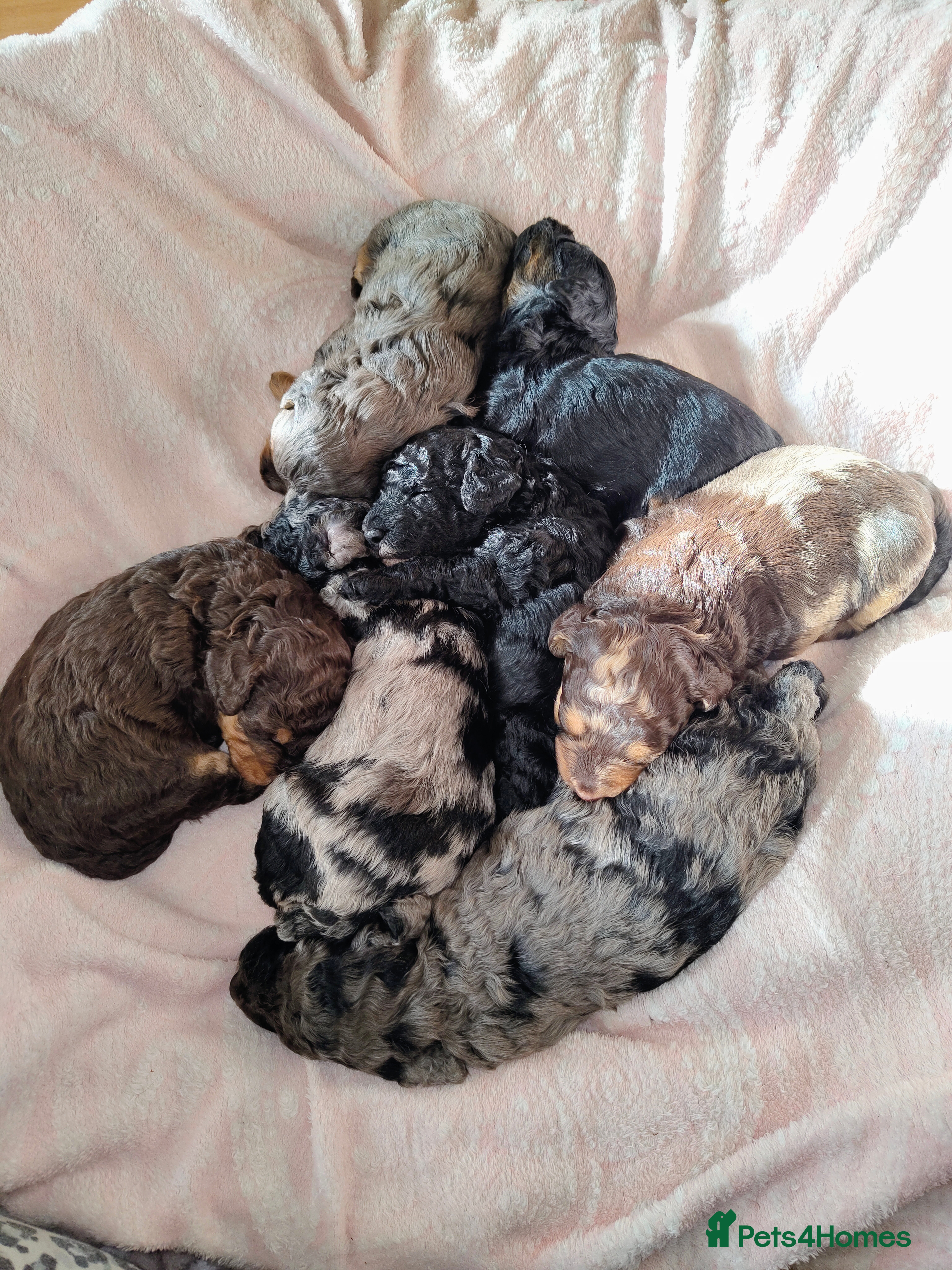 Cockapoo dogs Beautiful F1b toy cockapoos - Advert 18