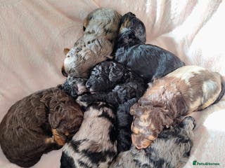 Cockapoo dogs Beautiful F1b toy cockapoos - Advert 17