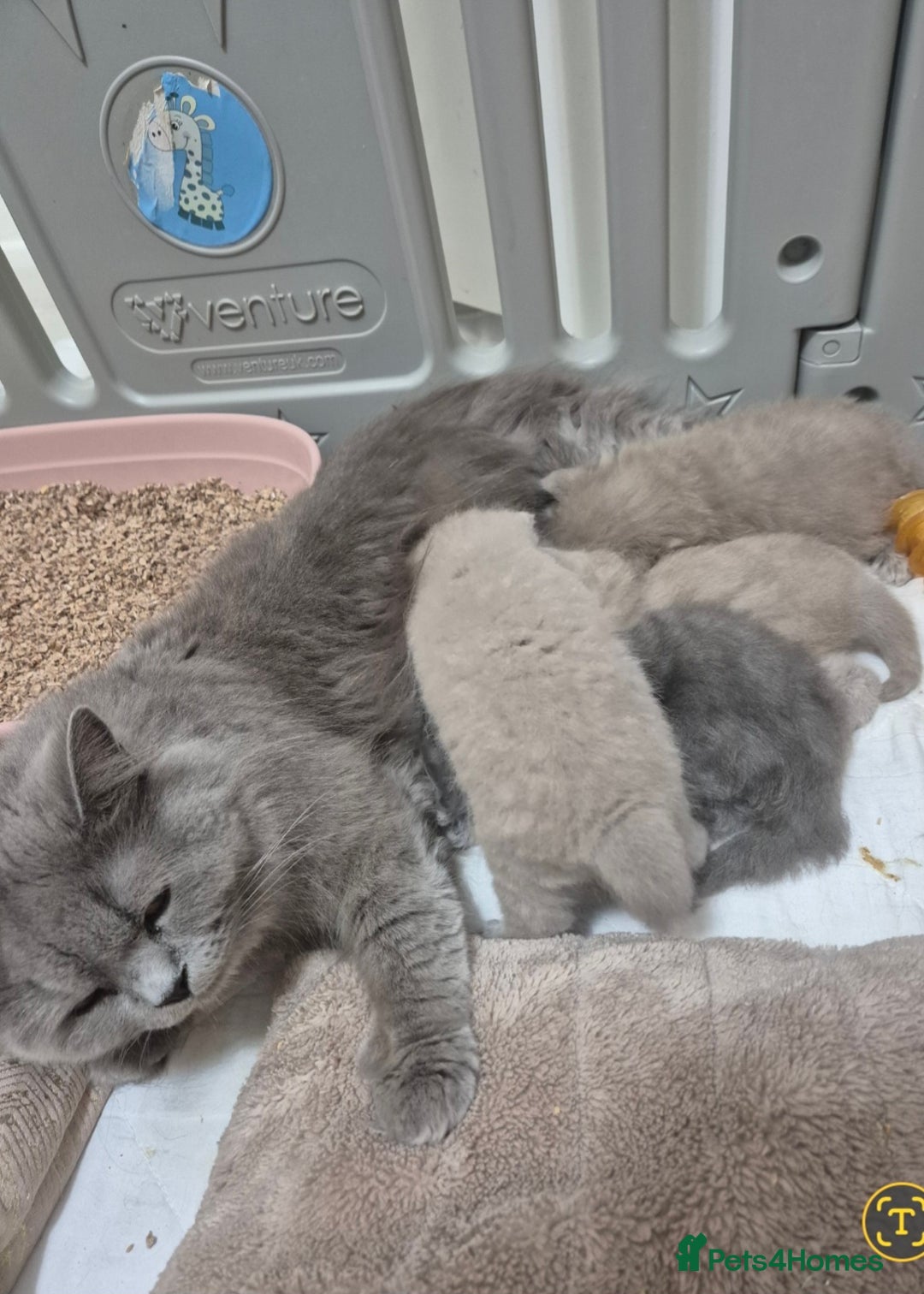 British Shorthair cats for sale: BSH and BLH kittens for new home  - Advert 4