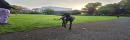 Mixed Breed dogs for sale: lotto in Southampton - Advert 1