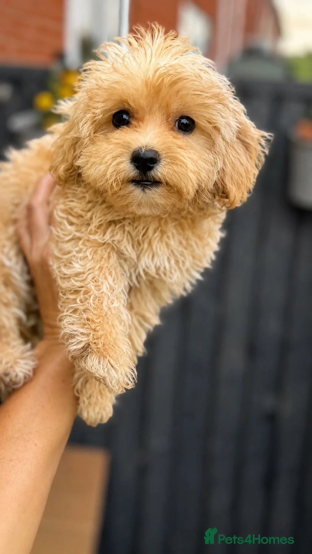 Maltipoo dogs for sale: Beautiful Maltipoo puppy girl - Advert 2