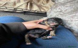 Toy Poodle dogs for sale: Gorgeous KC Toy Poodle Puppies - Image 5