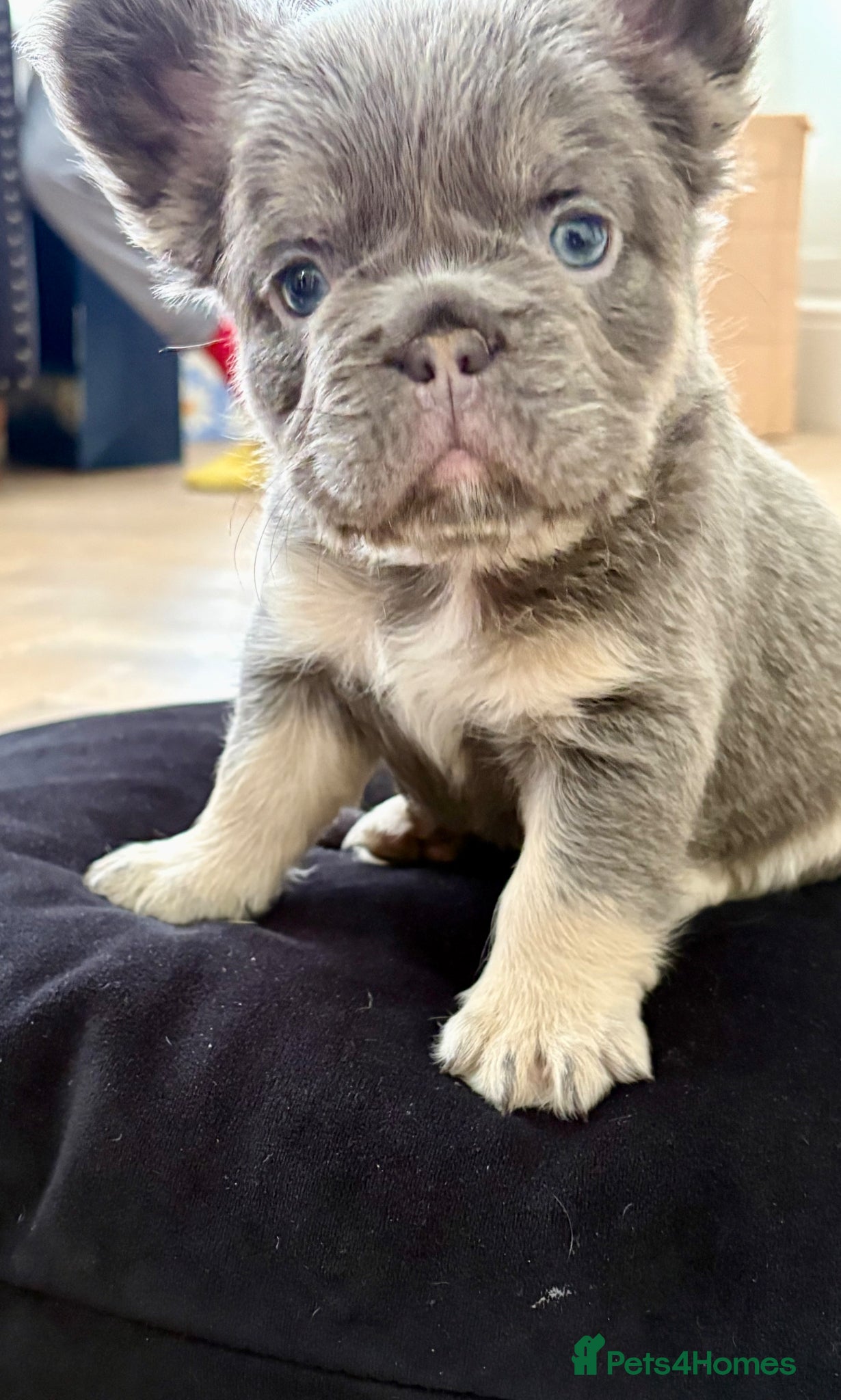French Bulldog dogs £1000 lilac & tan frenchies KC  - Advert 16