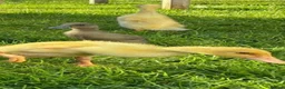 Ducks poultry for sale: Ducklings X Indian Runners  Sexed  - Advert 7