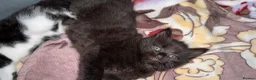 Mixed Breed cats for sale: 2 MALE BLACK LONG HAIRED FLUFFY KITTENS LEFT💘 - Advert 14