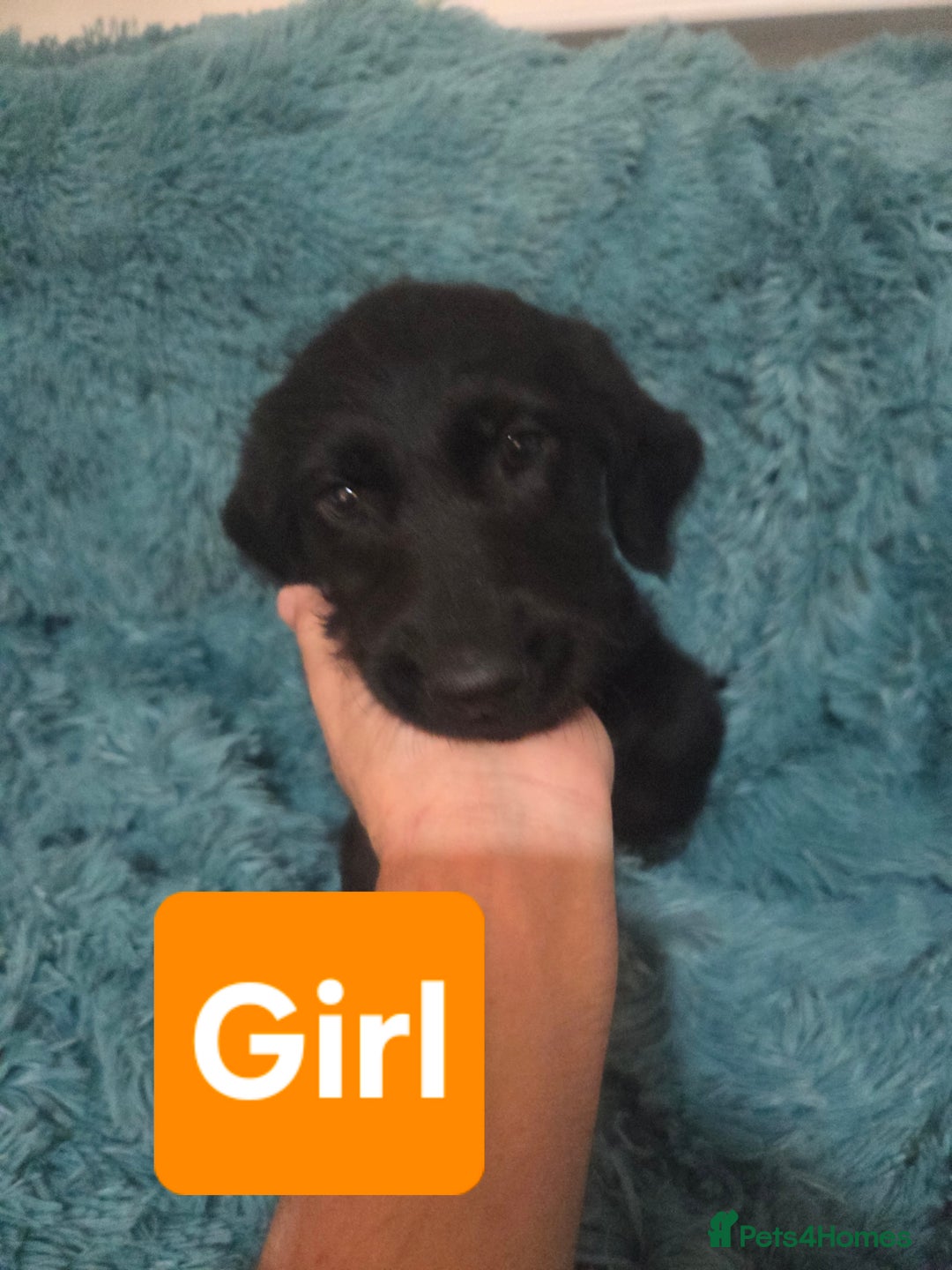 Labradoodle dogs for sale: READY NOW: Labradoodle pups (only black ones left) - Image 5