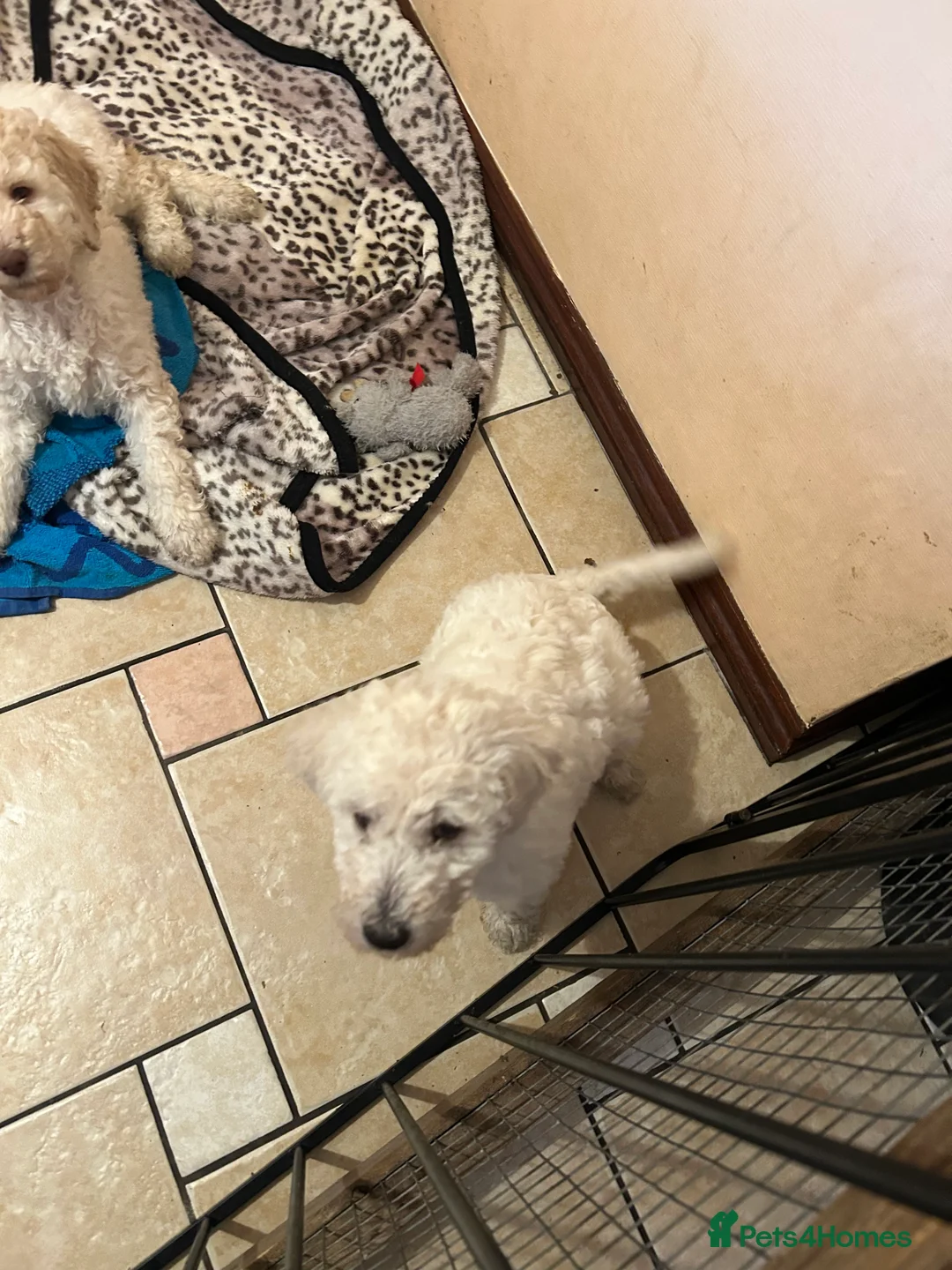 Labradoodle dogs for sale: Two beautiful female labradoodle puppies  - Advert 8