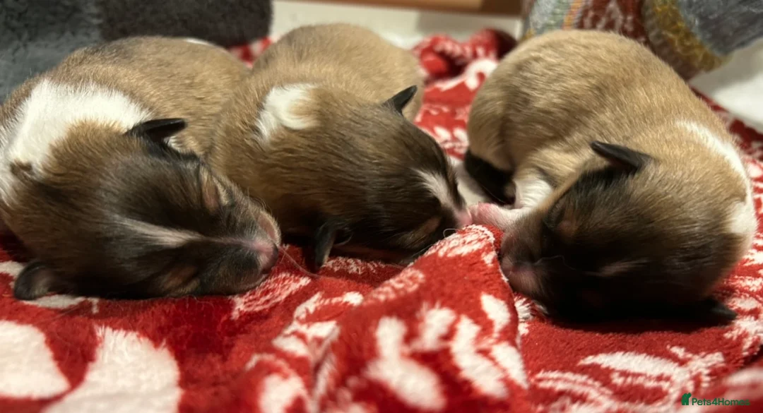 Shetland Sheepdog dogs for sale: Shetland sheepdog puppy (Girl) - Advert 2