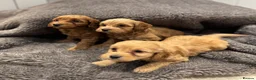 Cockapoo dogs for sale: Stunning Cockapoo puppies  - Advert 9