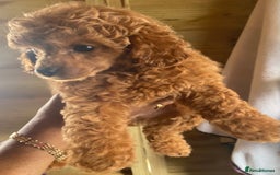 Toy Poodle dogs for sale: Kc toy poodle red boys - Image 9