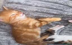 Bengal cats for sale: Kittens for sale - 2 girls, 3 boys ready this week - Image 4