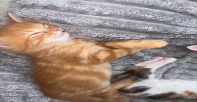 Bengal cats - Advert 9