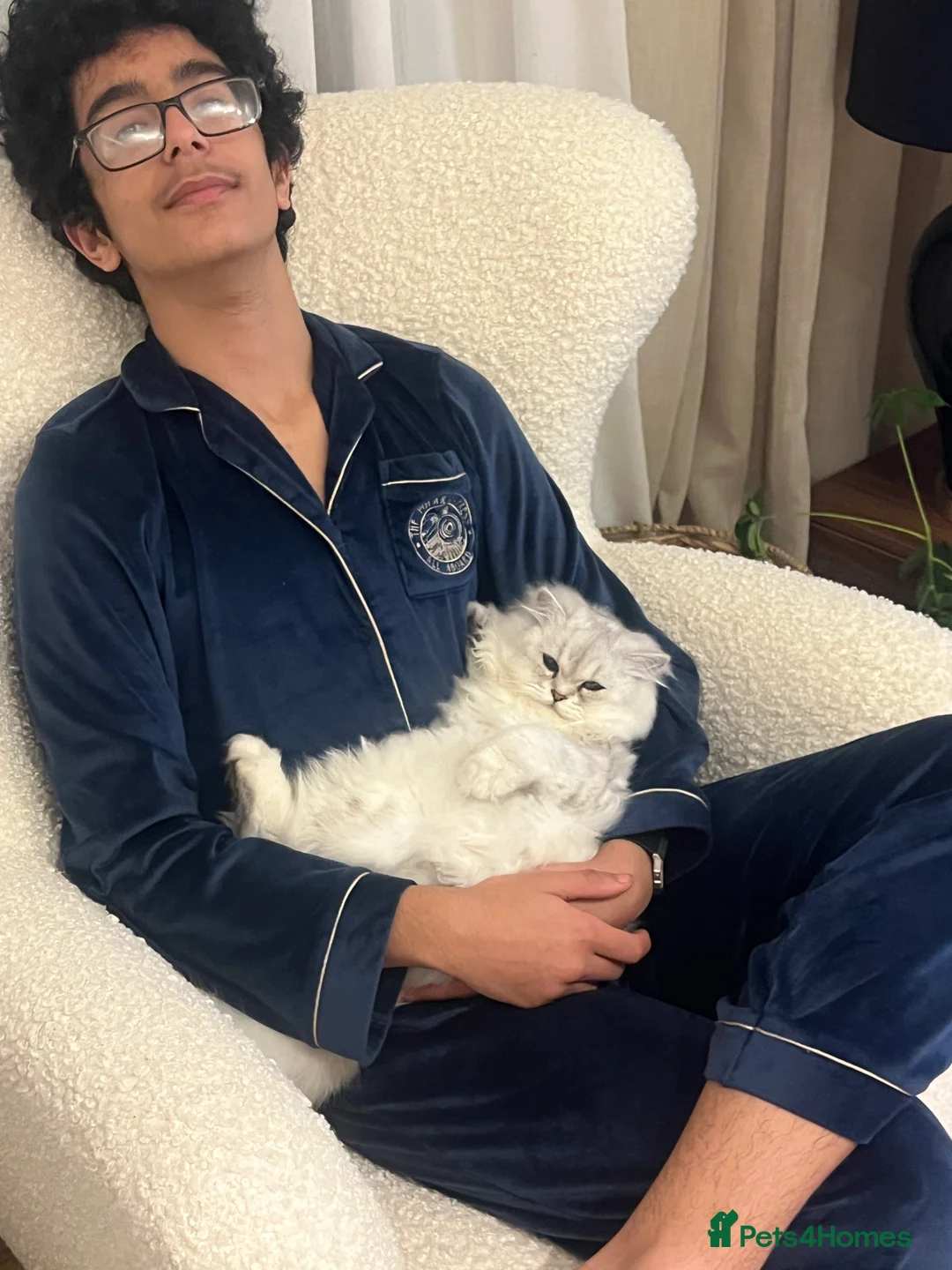 Persian cats for sale: Kitty - Advert 7