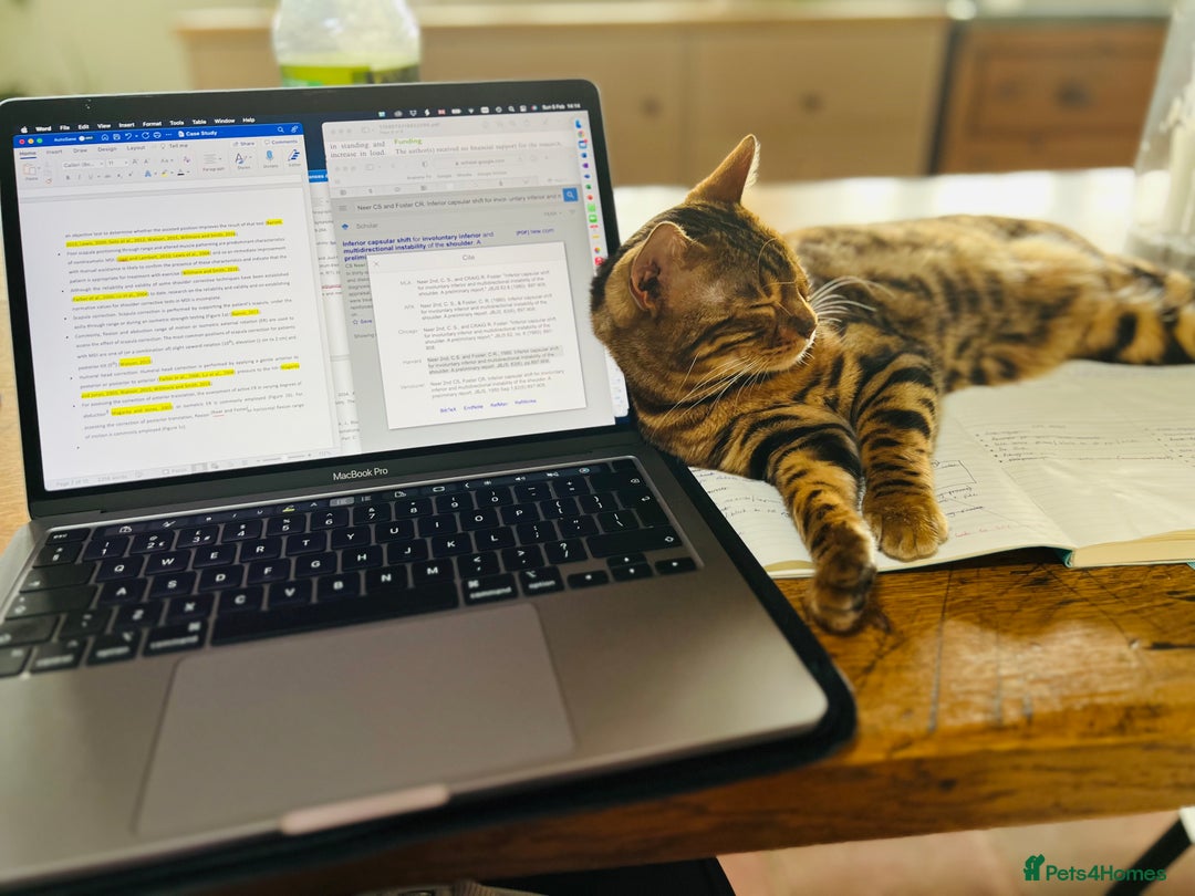 Bengal cats for sale: Beautiful 3-Year-Old Bengal Girl - Advert 4