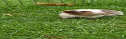 Guinea Pig rodents for sale: Two baby boy guniea pig babies for sale  in Consett - Advert 3