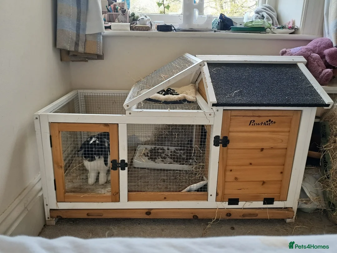 Mini Lop rabbits for sale: Female mini lop for sale  - Advert 4