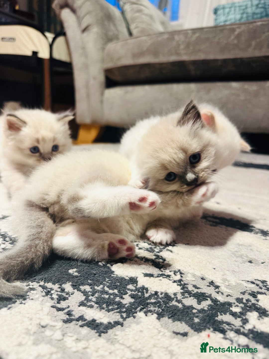 Siberian cats for sale: Neva Masquerade × Ragdoll Kittens – Hypoallergenic - Advert 8