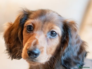 Miniature Dachshund dogs Miniature Long-Haired Dachshund Puppies–Red Merle - Advert 6