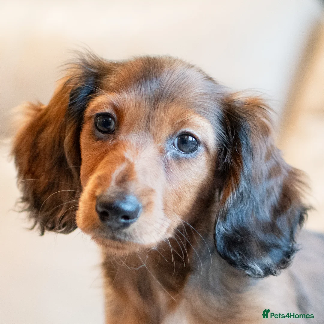 Miniature Dachshund dogs for sale:  Miniature Long-Haired Dachshund Puppies–Red Merle - Advert 6