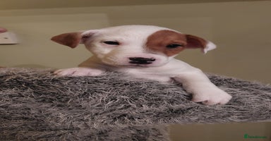 Parson Russell dogs - Advert 9