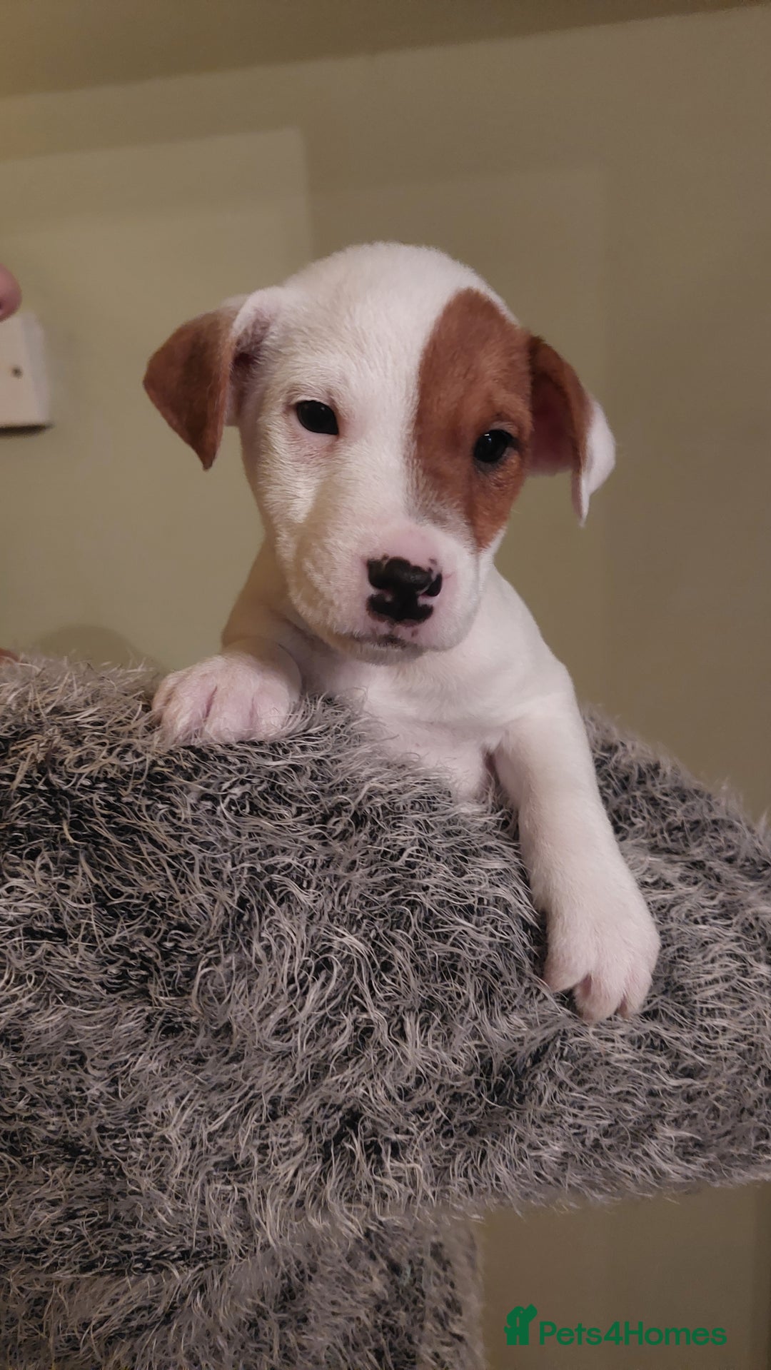 Parson Russell dogs for sale: Parson Russell for sale - Image 3
