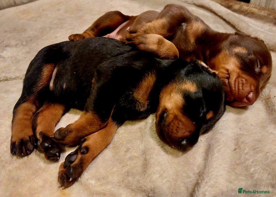 Dobermann dogs for sale: Doberman puppies  - Advert 3