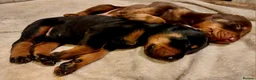 Dobermann dogs for sale: Doberman puppies  - Advert 3