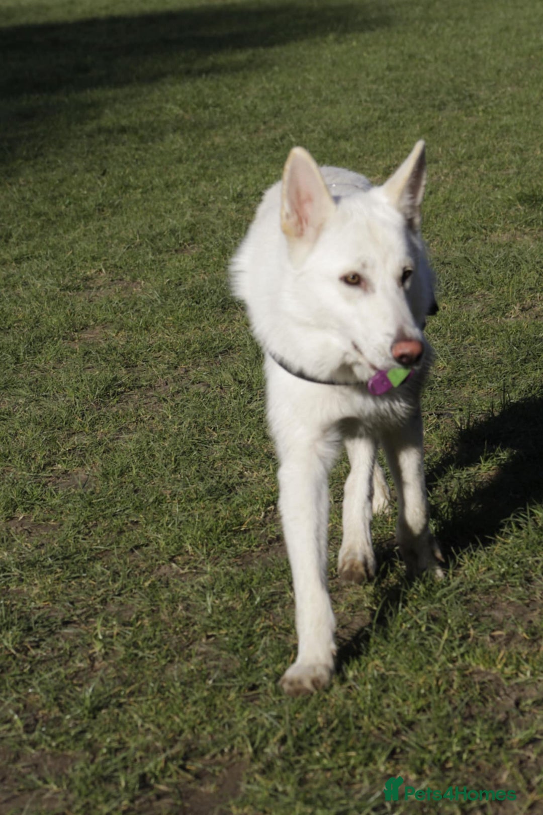 German Shepherd dogs for sale: White german sheperd  - Image 32