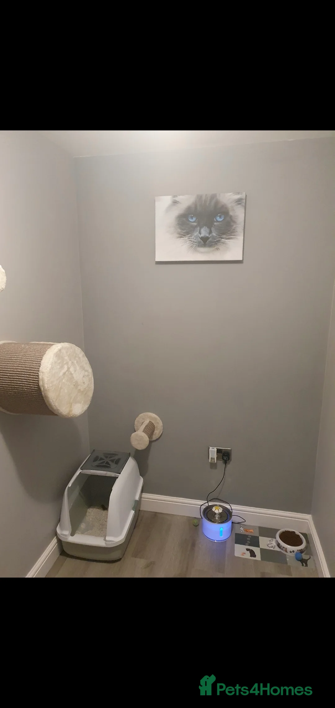 Ragdoll cats for stud: Gccf active large blue mitted ragdoll stud loki in Wakefield - Advert 5