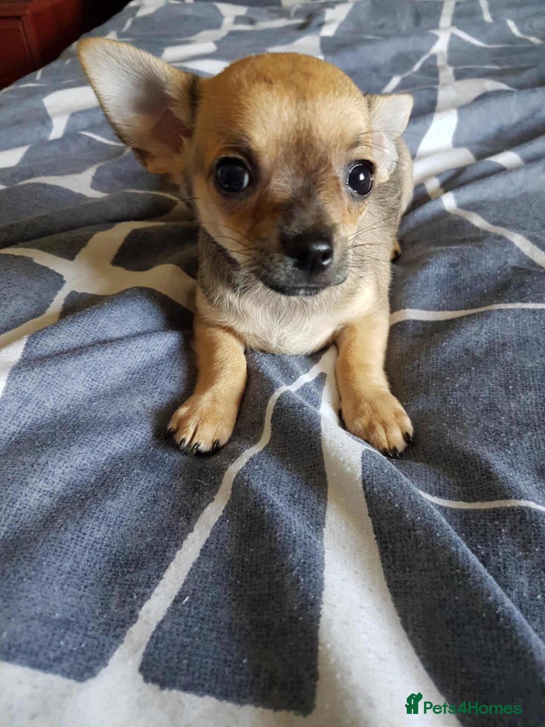 Chihuahua dogs for sale: Gorgeous Chihuahua puppies, ready now. - Image 15
