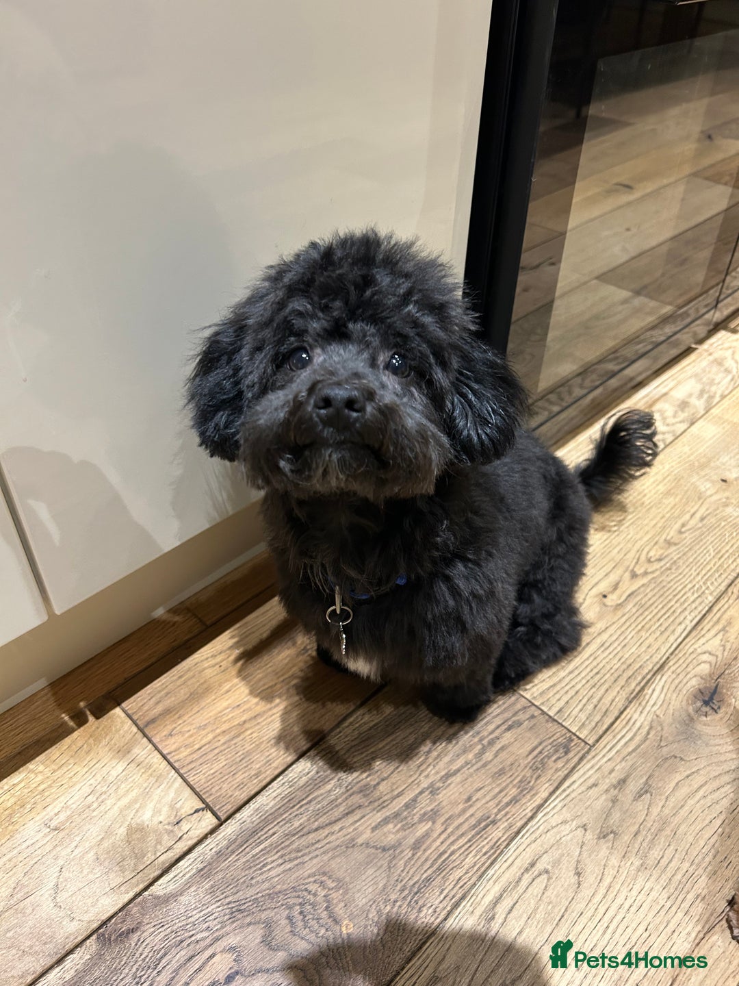 Maltipoo dogs for sale: Black male maltipoo for rehoming  - Image 6