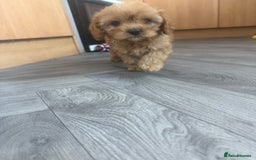 Cavapoo dogs for sale: 5 beautiful F1 cavapoo puppies - Image 9