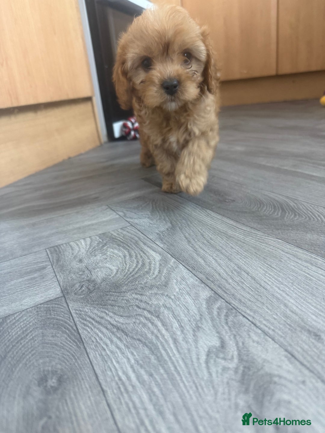 Cavapoo dogs for sale: 5 beautiful F1 cavapoo puppies - Image 9